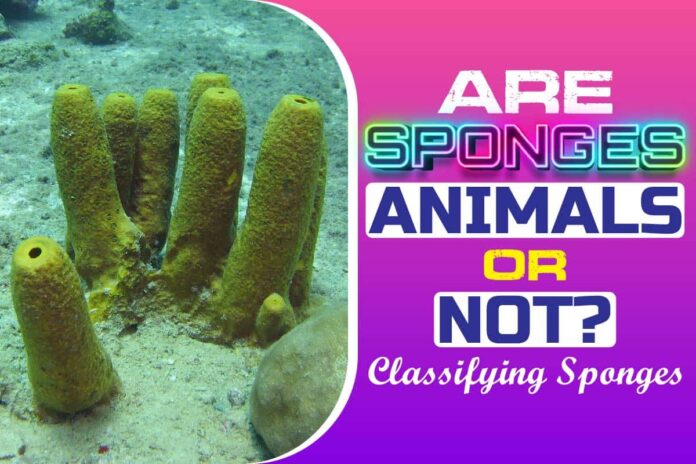 Are Sponges Animals or Not
