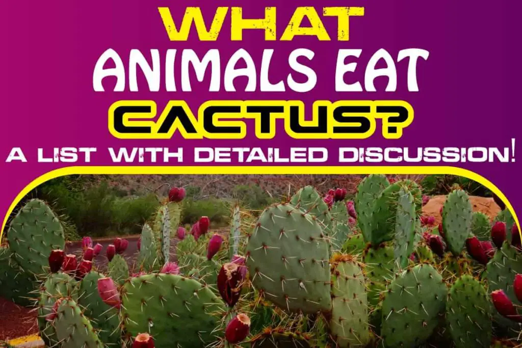 What Animals Eat Cactus? A List With Detailed Discussion! - Being Human