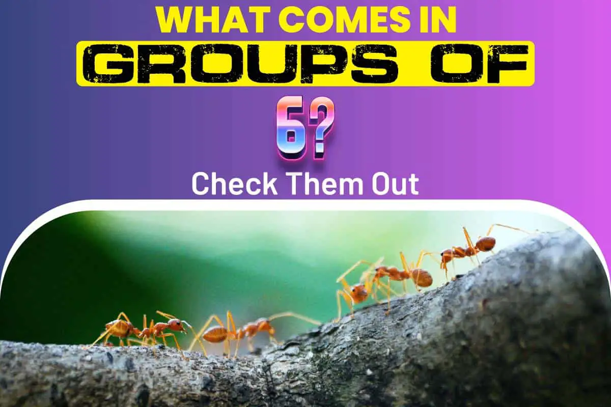 What Comes In Groups Of 6