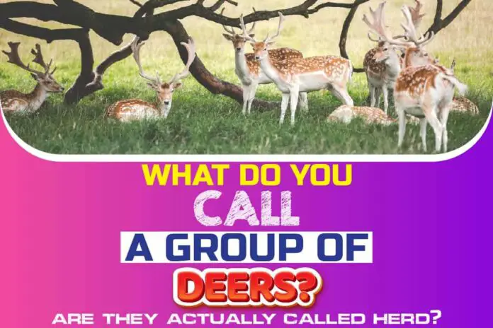 What Do You Call a Group of Deers