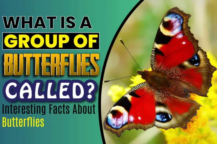 what-is-a-group-of-butterflies-called-interesting-facts-about-butterflies