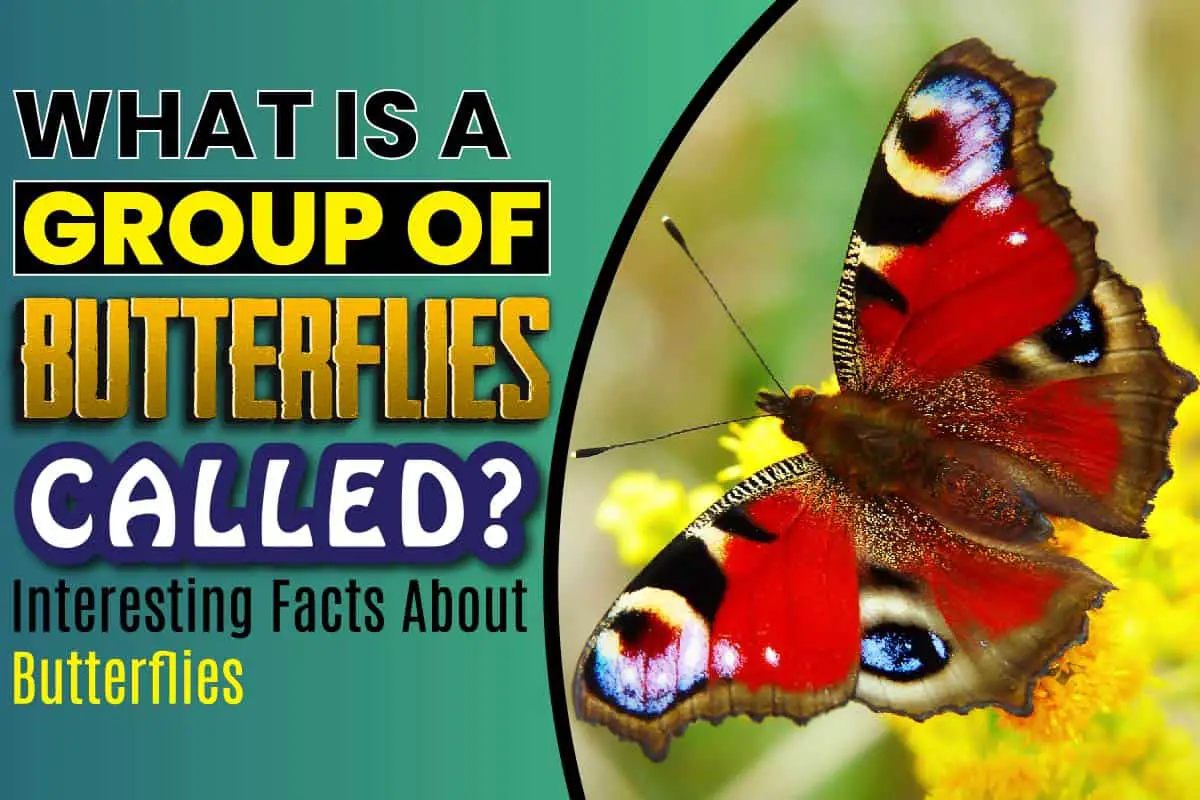 What Is A Group Of Butterflies Called