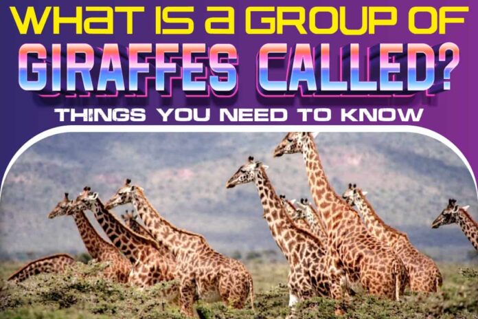 What Is A Group Of Giraffes Called