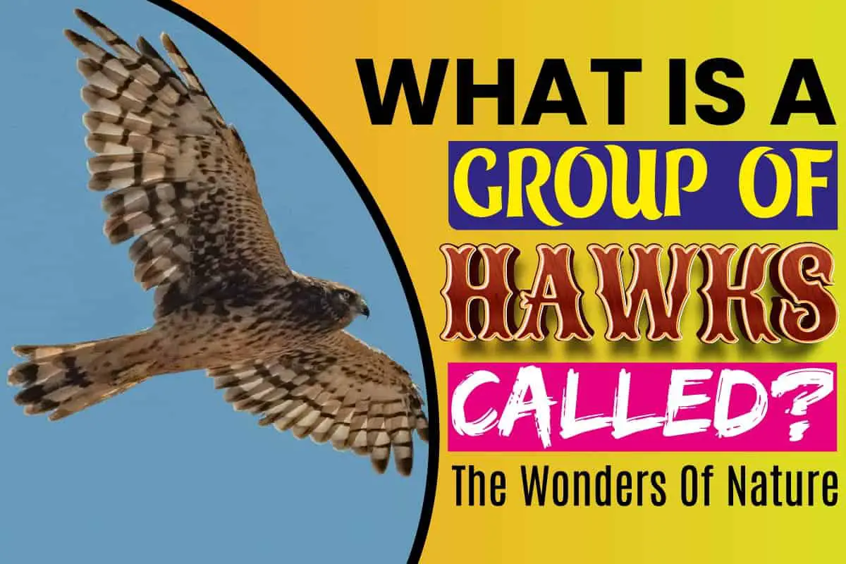 What Is A Group of Hawks Called