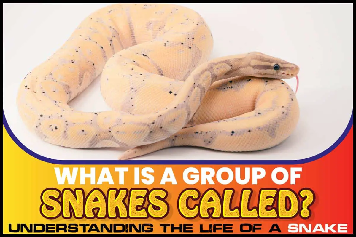 What is a group of Snakes Called