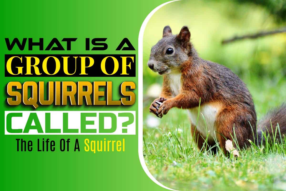 What is a group of Squirrels called