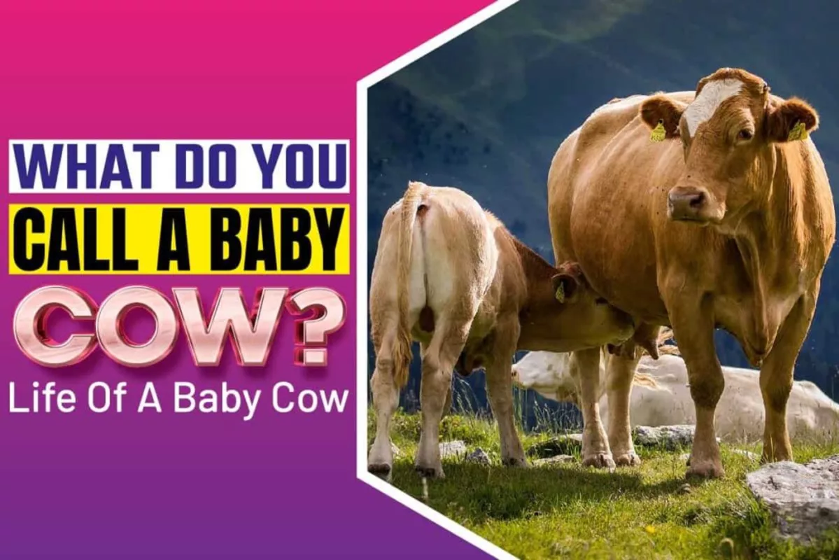 What Do You Call A Baby Cow