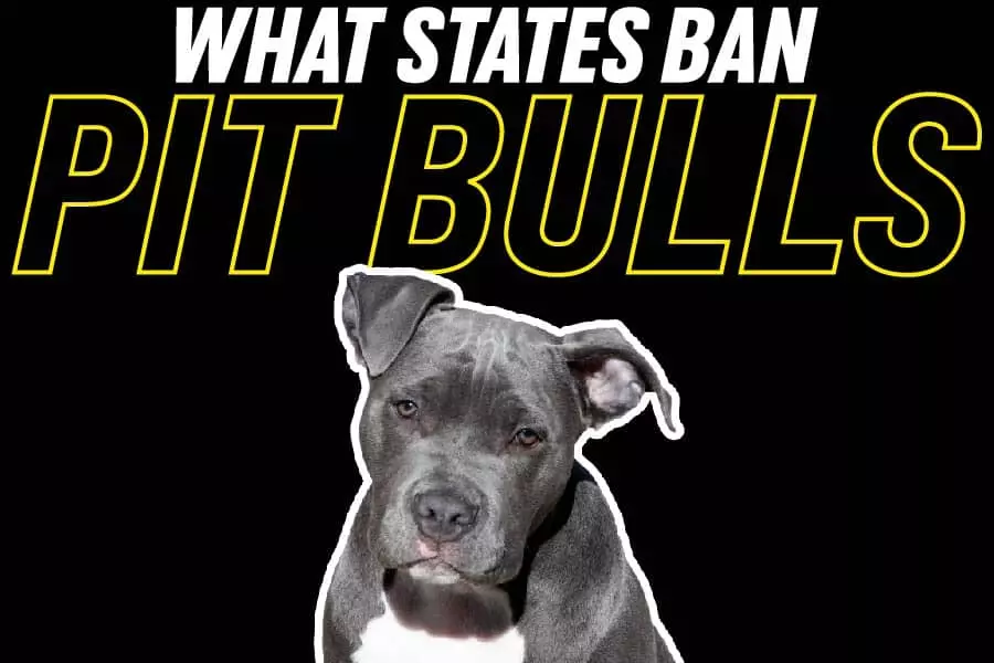 What States Ban Pit Bulls