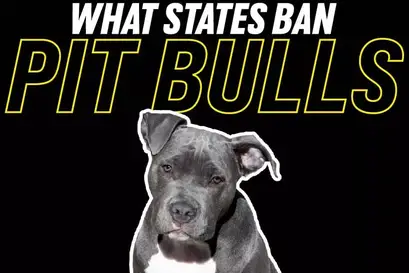 why pit bulls should not be banned