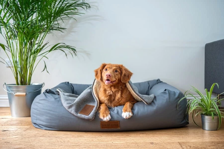A Guide To Choosing The Top-Rated Calming Dog Bed