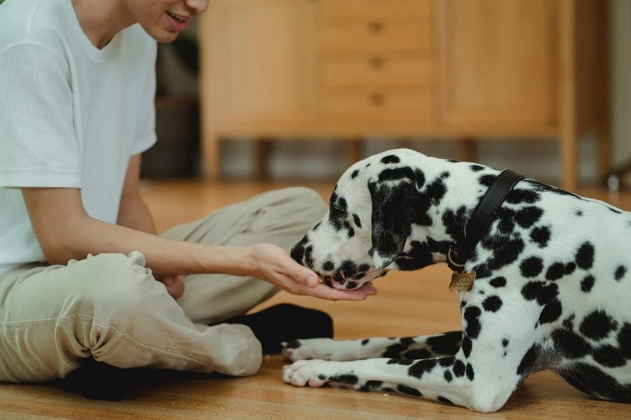 7 Reasons Why You Should Get A Dalmatian Puppy