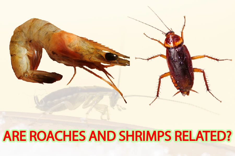 Are Roaches And Shrimps Related