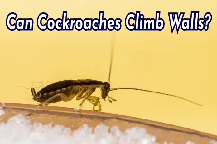 Can Cockroaches Climb Walls