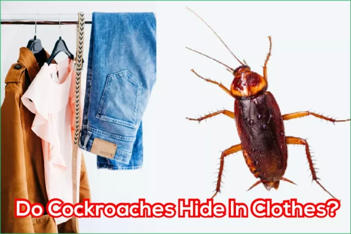 Do Cockroaches Hide In Clothes