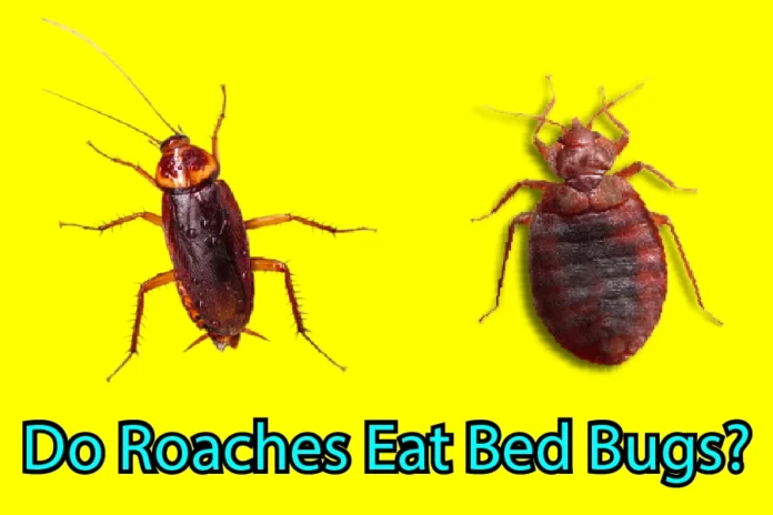 Do Roaches Eat Bed Bugs