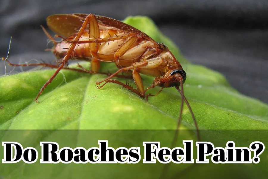 Do Roaches Feel Pain