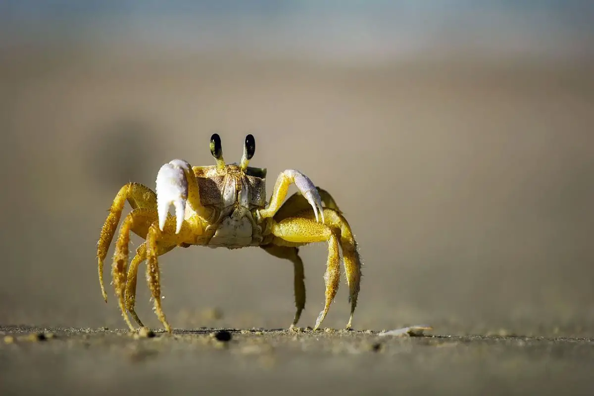 How Many Legs Do Crabs Have