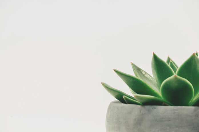 How Often Should You Water Succulents