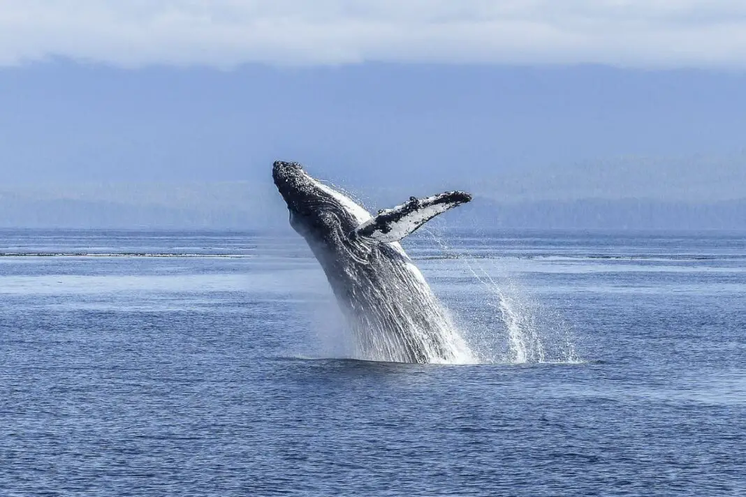 what-is-a-group-of-whales-called-understanding-whales-being-human