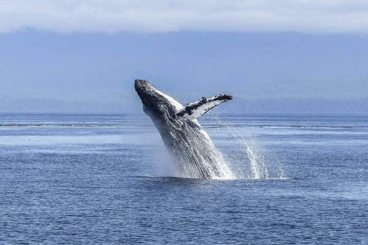  What Is A Group Of Whales Called Understanding Whales Being Human