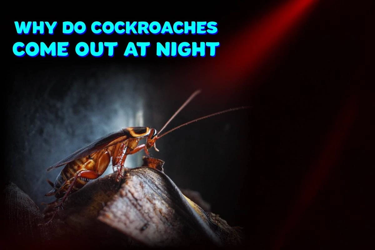Why Do Cockroaches Come Out At Night