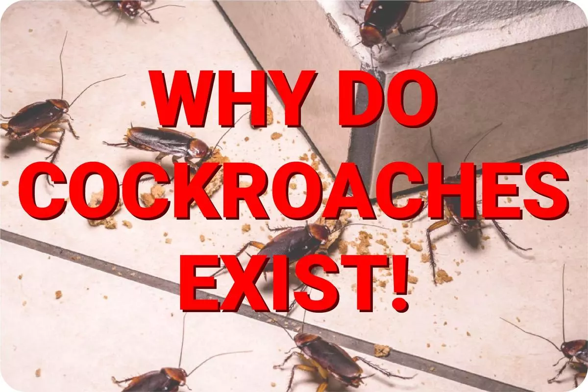 Why Do Cockroaches Exist