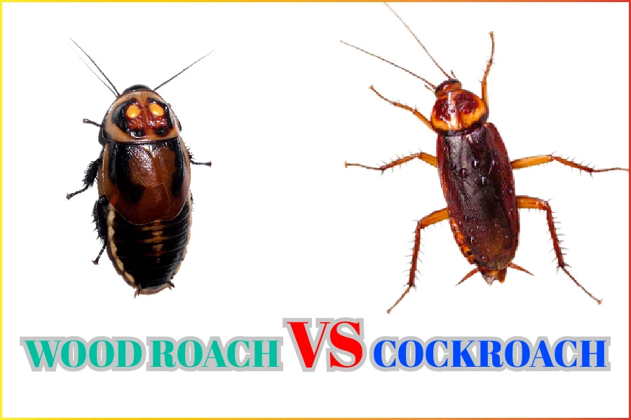 Wood Roach Vs. Cockroach