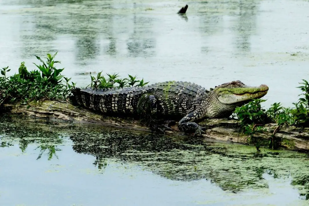 How Long Can Alligators Stay Underwater? Facts About Alligators