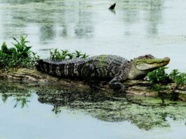 How Long Can Alligators Stay Underwater