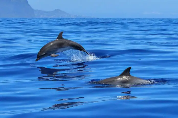 What Is A Group Of Dolphins Called
