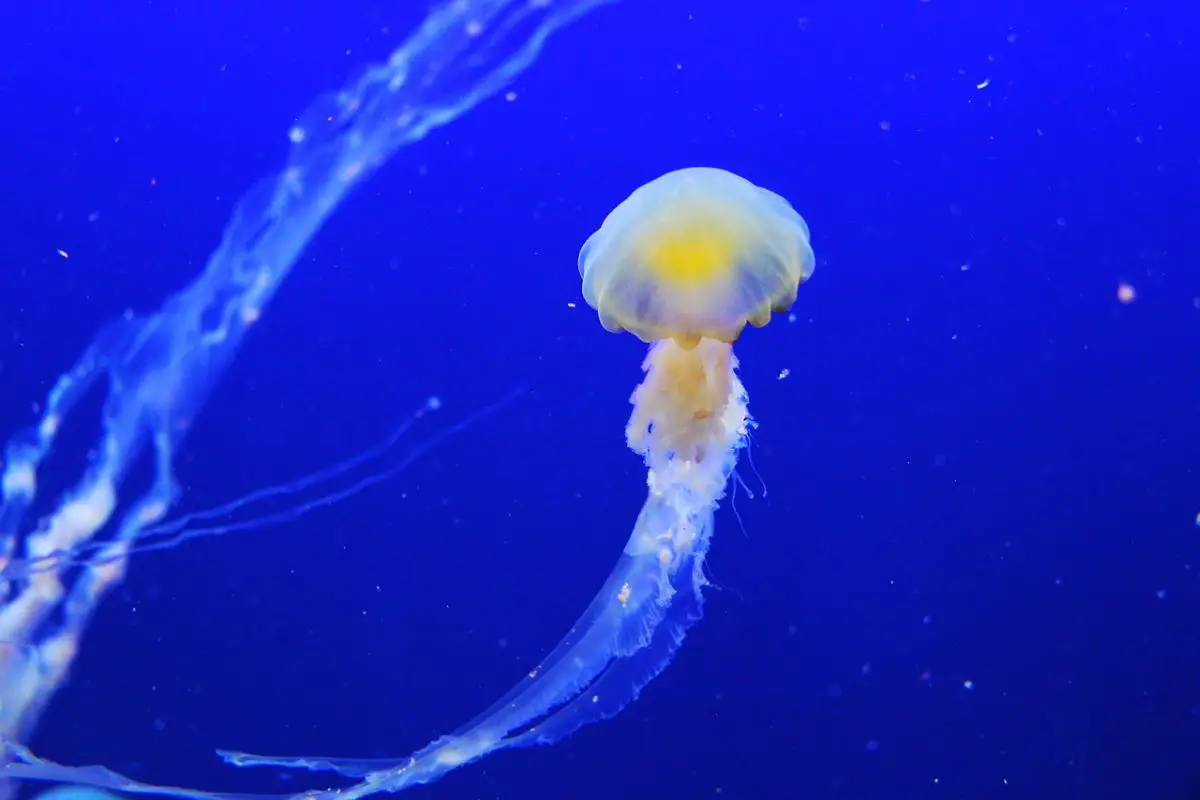 What Is A Group Of Jellyfish Called? - Being Human