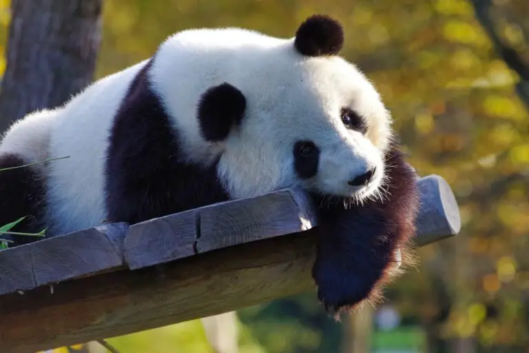 what-is-a-group-of-pandas-called-facts-about-pandas