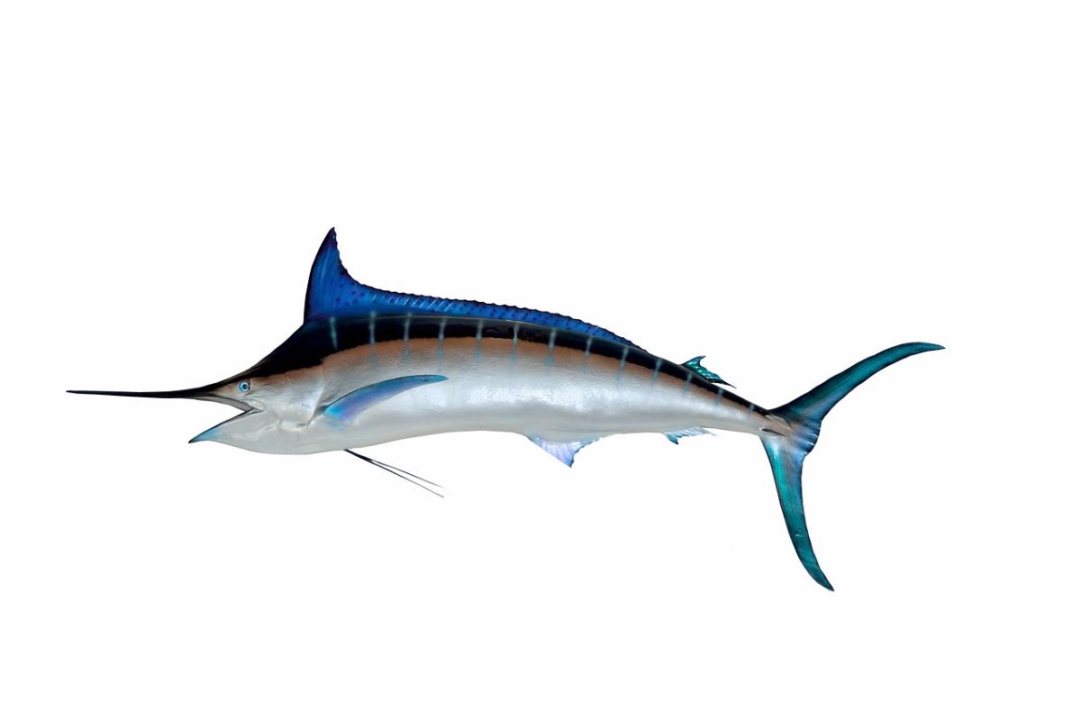 Difference Between Marlin And Swordfish
