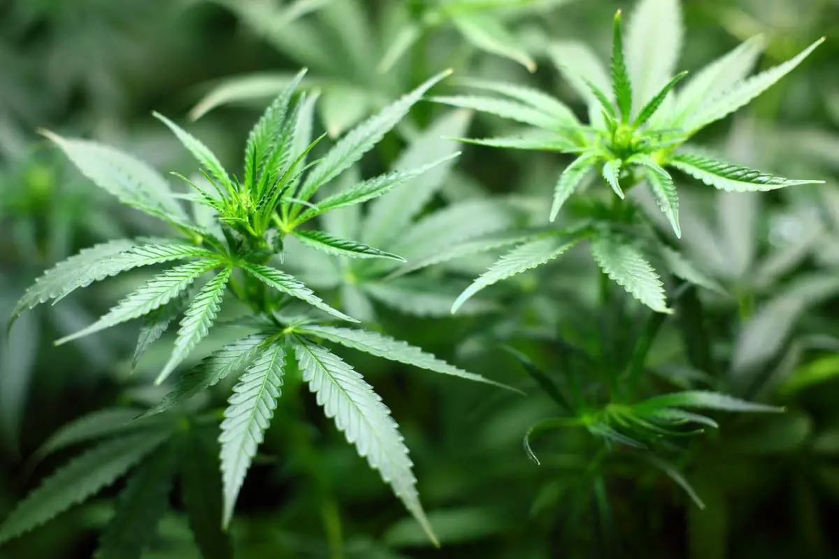 How To Identify A Marijuana Plant