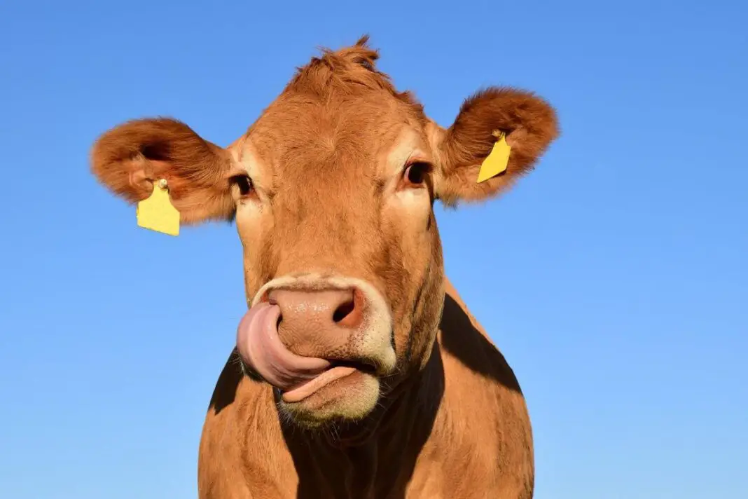 what-do-you-call-a-male-cow-facts-about-cows-being-human