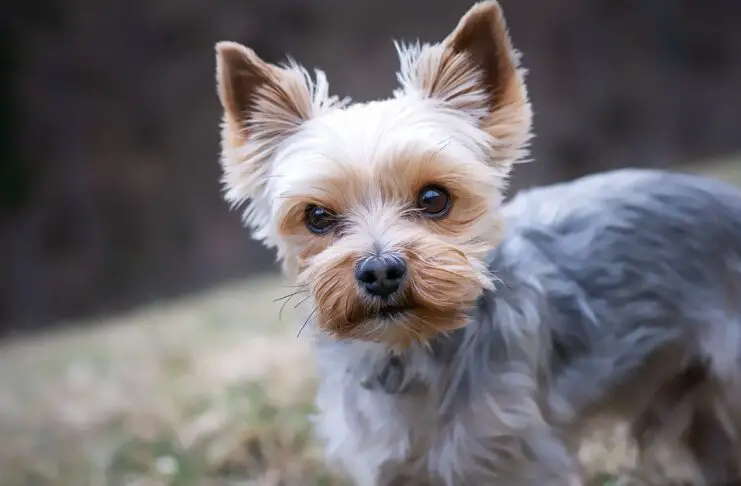 5 Best Small Mixed Breed Dogs