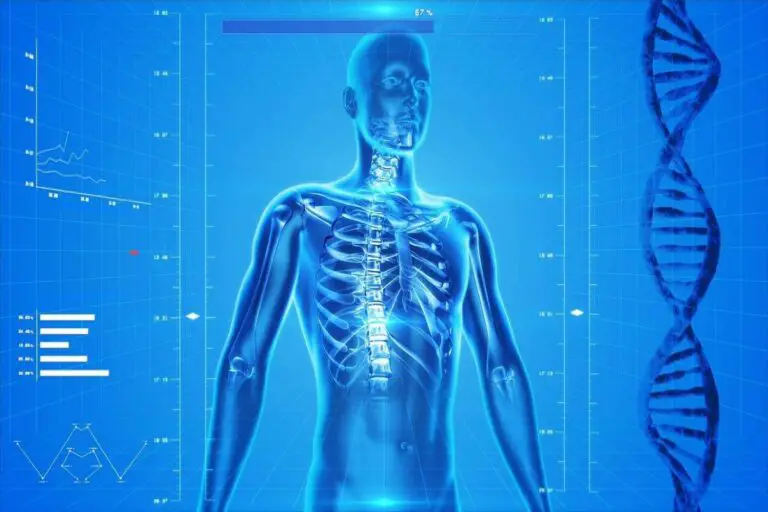 how-many-ribs-are-in-the-human-body-the-human-body-explained