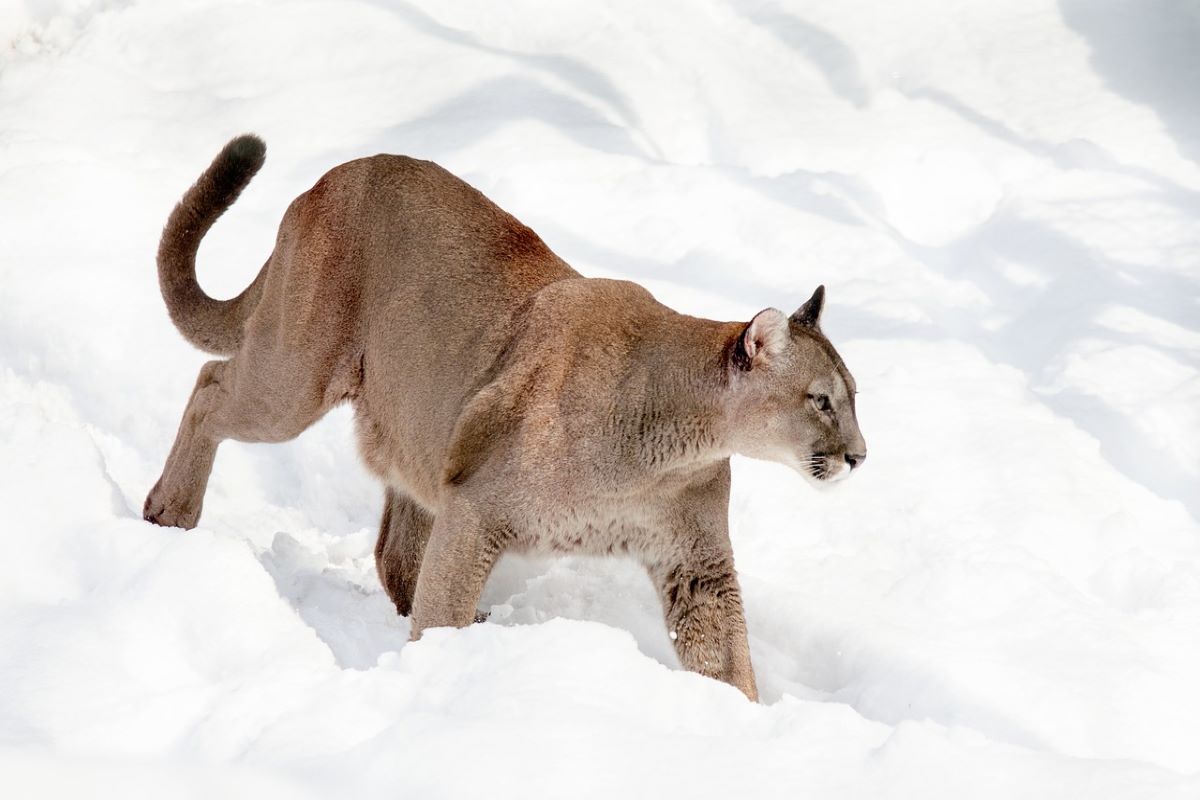 What's The Difference Between Bobcat And Mountain Lion