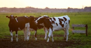 7 Things To Consider Before Starting A Dairy Farm