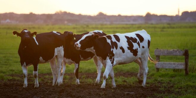 7 Things To Consider Before Starting A Dairy Farm