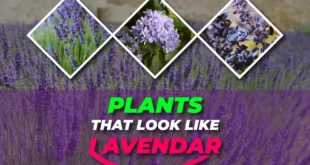 Plants That Look Like Lavender
