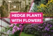 Hedge Plants with Flowers
