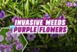 Invasive Weeds With Purple Flowers