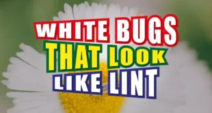 White Bugs That Look Like Lint
