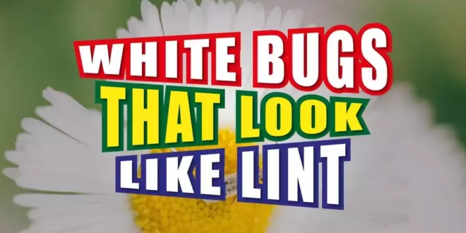 White Bugs That Look Like Lint