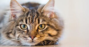 5 Benefits of Choosing Dry Food For Your Cat
