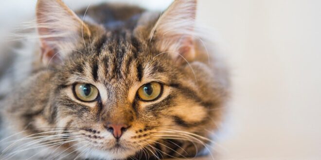 5 Benefits of Choosing Dry Food For Your Cat