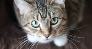 Emotional Support Cat Registration Guide