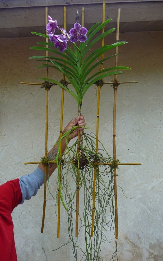 Mounting Orchids On Bamboo