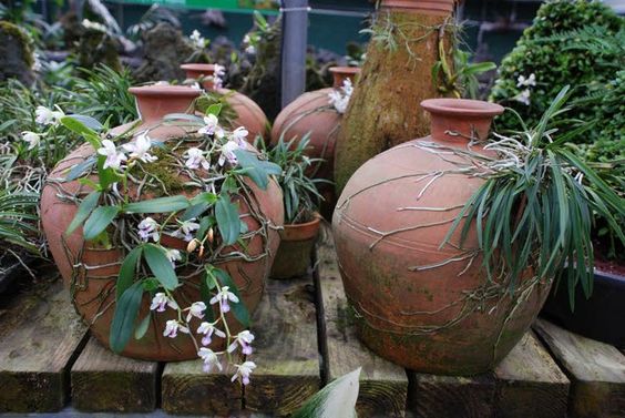 Mounting Orchids On Clay Pots 